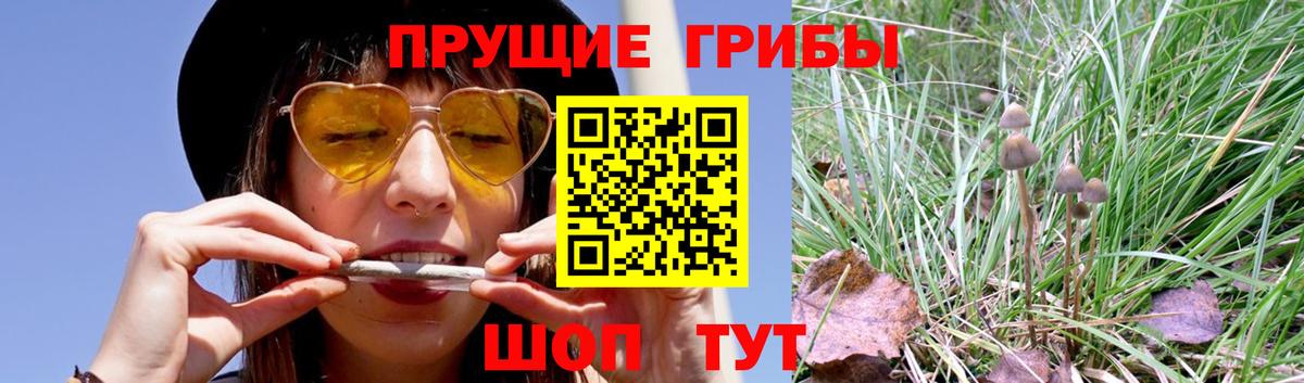 где купить наркотик  Вход с VPN  Курск  Галлюциногенные грибы Cubensis 